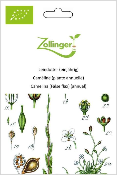 Actual product image Zollinger Bio Gold of pleasure (annual) (Seedlings)