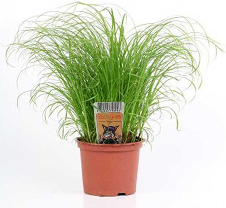 Image du produit Herbe à chat fraîche en pot (Adulte, 1 pcs, 250 g)