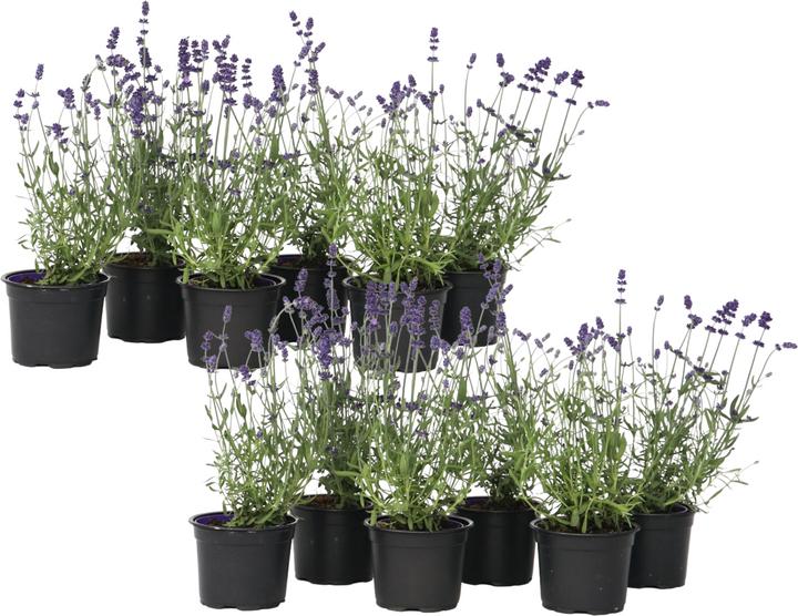 Produktbild Plant in a Box Lavandula angustifolia - 12er Set (15 cm)