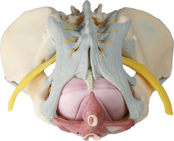 Immagine prodotto Erler Zimmer Modello di bacino femminile con apparato legamentoso, nervi e pavimento pelvico
