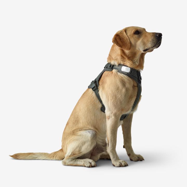 Immagine prodotto Solognac Pettorina per cani 500 Outdoor (S, Cane)
