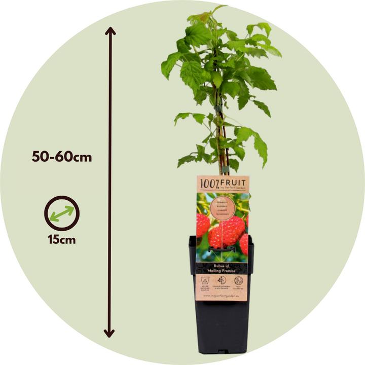 Produktbild Plant in a Box Rubus idaeus Malling Promise - 2er Set Himbeerpflanze (50 cm)