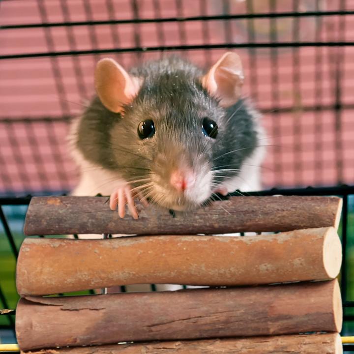 Actual product image Relaxdays 2x rodent bridge