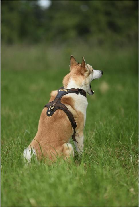 Produktbild Niggeloh Hundeführgeschirr Follow (S, Hund, Allgemein)
