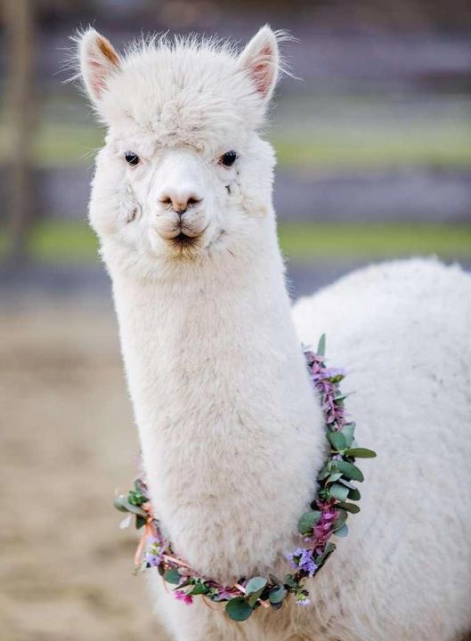 Immagine prodotto Ravensburger Alpaca (200 pezzi)