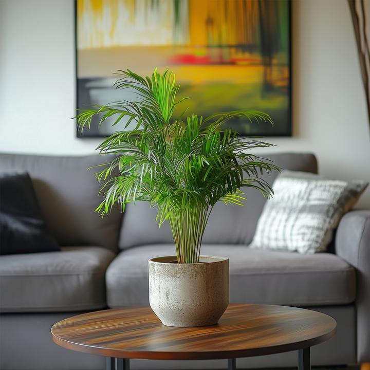 Image du produit Plant in a Box Dypsis Lutescens - Set de 4 palmiers à fruits d'or Areca (30 cm)