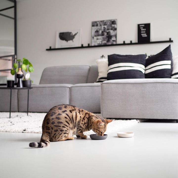 Image du produit District 70 Cat Bowl (0.18 l)
