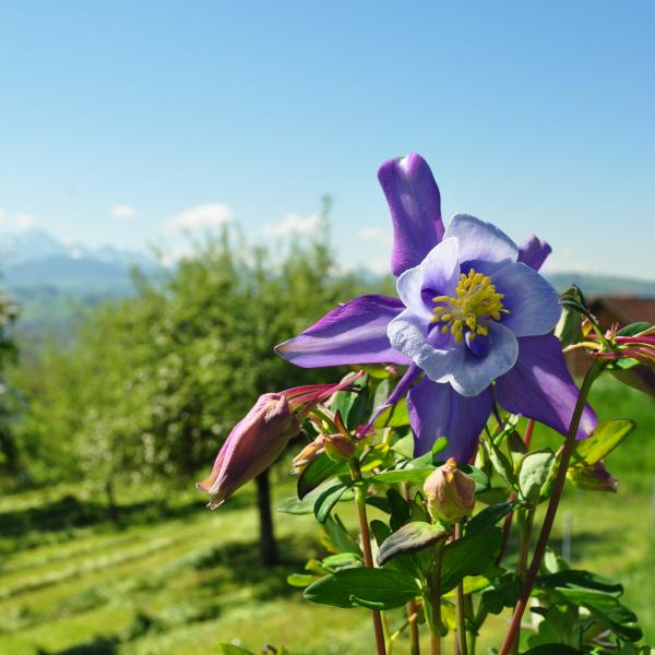 Image du produit Säntispracht Lot de 2, Ancolie commune, la joie annuelle du printemps - Aquilegia vulgaris Purple Blue
