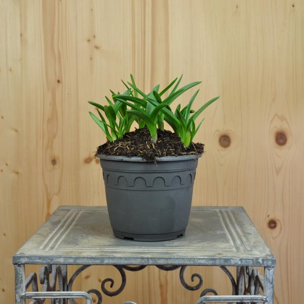 Produktbild Säntispracht 3 er Set, Das schattenliebende Atlantische Hasenglöckchen - Hyacintoides non-scripta (30 cm)