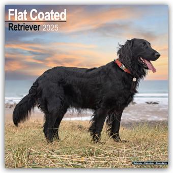 Flat-Coated Retriever 2025 - 16-Monatskalender (305 x 305 mm, Deutsch)