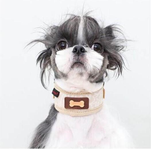 Image du produit Puppia Gala Neckguard Noir S (S, Chien)