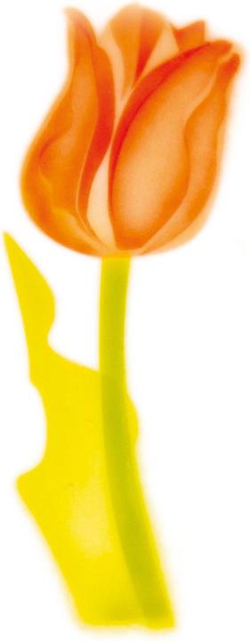 Immagine prodotto Martellato aerografo stencil tulipano