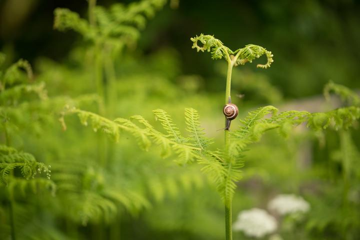 Image du produit Zeiss Loxia 85mm f/2.4 (Sony E, Plein format)