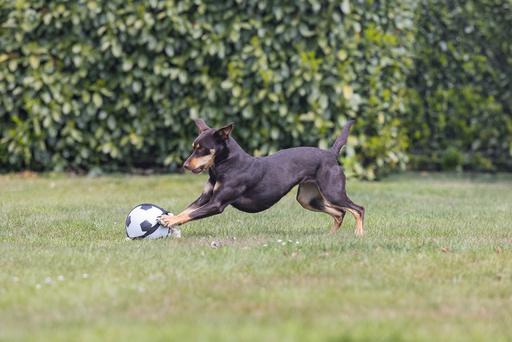 Immagine prodotto Beeztees Calcio D'Azione Bz Con Tau 22c (Palla giocattolo per cani)