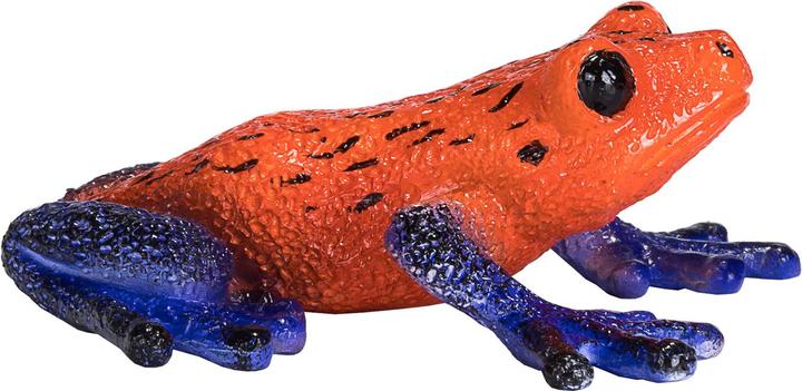 Actual product image small foot Poison Dart Frog