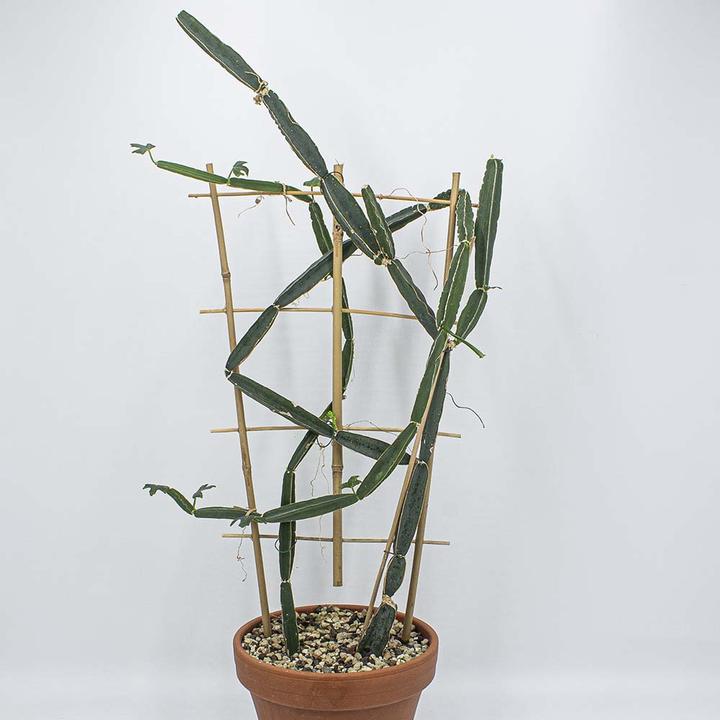 Produktbild Kakteen Gautschi Cissus quadrangularis (70 cm)