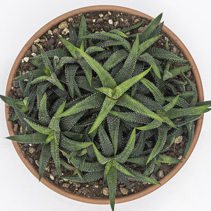 Immagine prodotto Kakteen Gautschi Haworthia enon (15 cm)