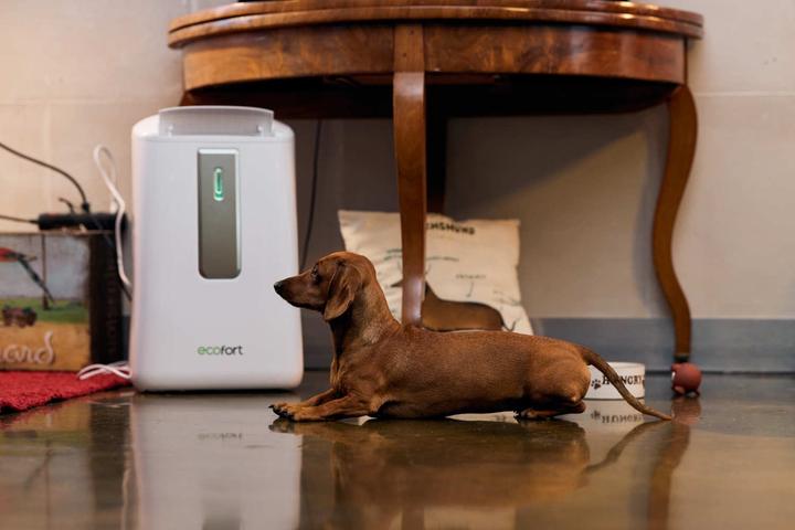 Actual product image ecofort ecoQ DryAir 20L (50 m², 20 l/24h)