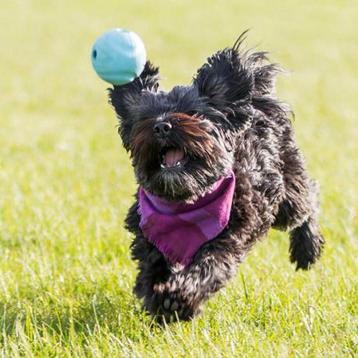 Actual product image Chuckit! CHUCK IT! The whistler dog ball M - Dog ball - 2 piece(s) (Dog chew toy)
