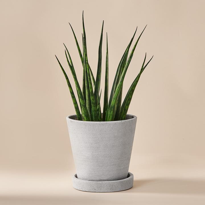 Produktbild Mary and Plants Sansevieria Fernwood Mikado mit HAY Topf in Hellgrau (35 cm)