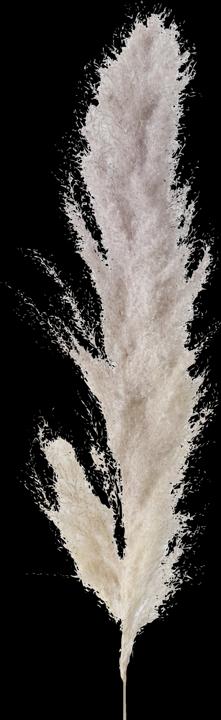 Actual product image Boltze Home Pampas grass (100 cm)