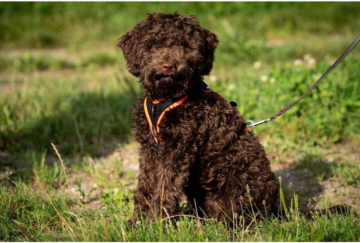 Produktbild Grossenbacher Geschirr Vary XS Orange (XS, Hund, Allgemein)