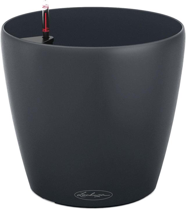 Lechuza Classico Color (21.50 cm)