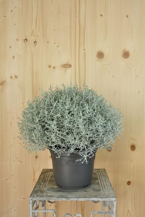 Säntispracht Silberkopf - Calocephalus Brownii (60 cm)