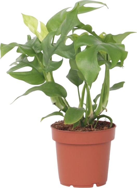Produktbild Plant in a Box Rhaphidophora Tetrasperma - Monstera Minima (20 cm)