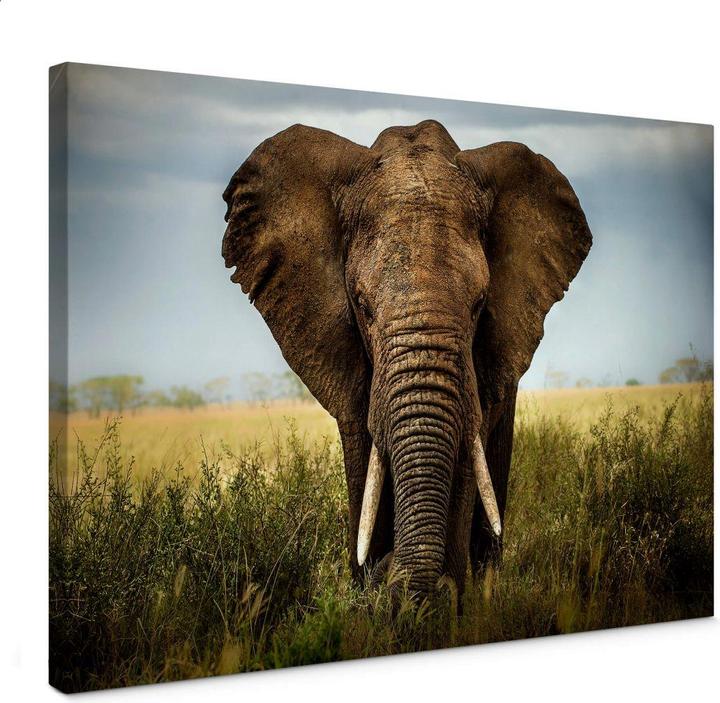 Immagine prodotto Trenddeko Ghizzi-Panizza - incontri nella savana (45 x 30 cm)