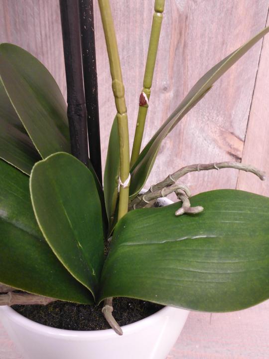 Image du produit Botanic-Haus Phalaenopsis (Orchidée) (67 cm)