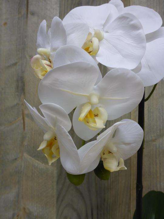 Image du produit Botanic-Haus Phalaenopsis (Orchidée) (67 cm)