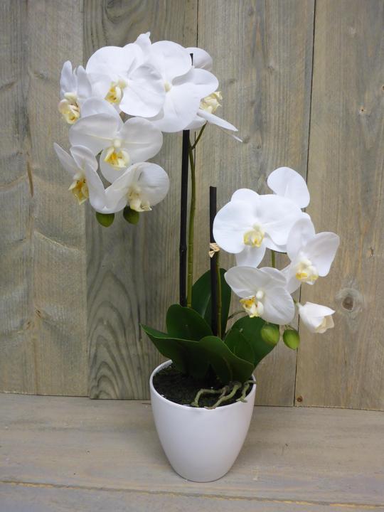 Immagine prodotto Botanic-Haus Phalaenopsis (Orchidea) (54 cm)
