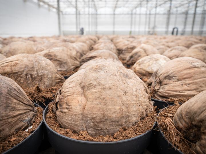 Produktbild PlantaPlus Grow-Mix