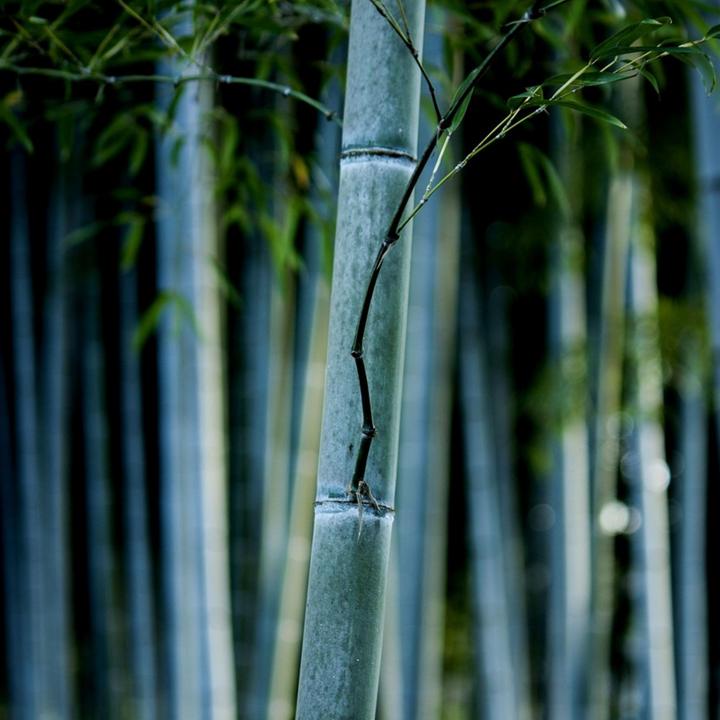 Actual product image Plant in a Box Fargesia papyrifera 'Blue Dragon' - set of 3 bamboos (30 cm)