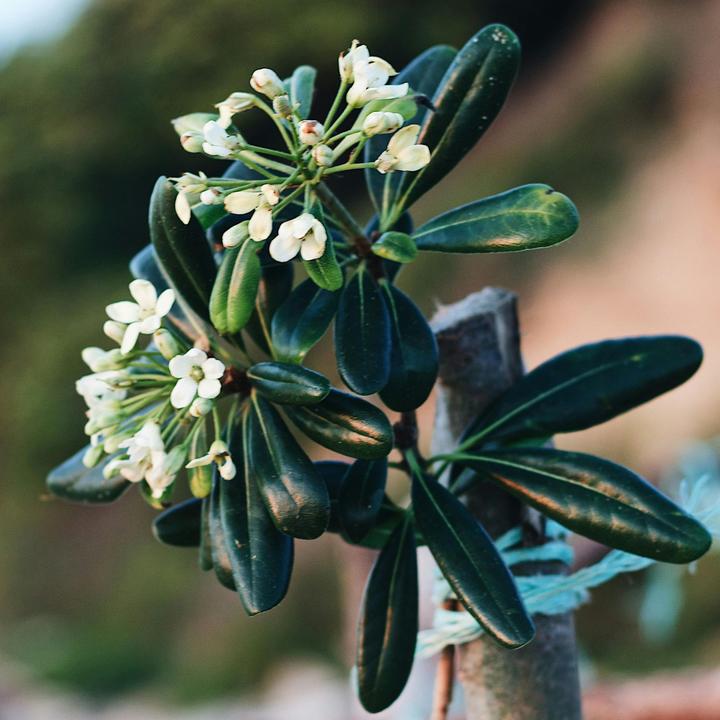 Actual product image Plant in a Box Pittosporum tobira nanum - Laurel (30 cm)