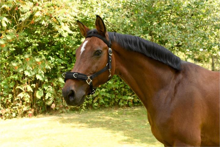 Kerbl Lunging halter