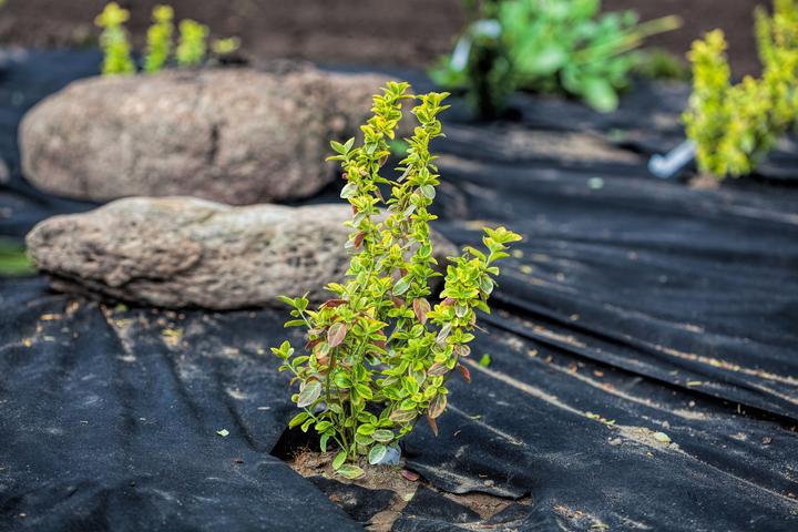 Image du produit Aquagart 100m x 1m Unkrautvlies UV-Stabil mit 2 Oberflächen Gartenvlies Mulchvlies PES/PP