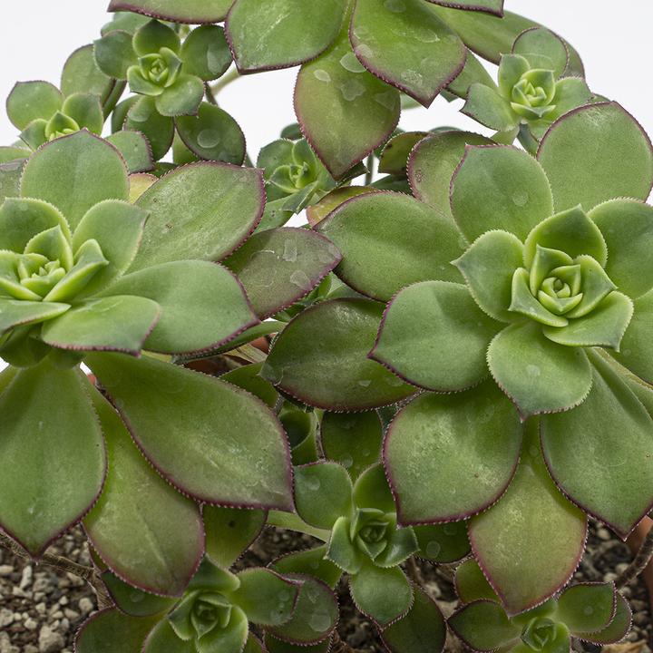 Actual product image Kakteen Gautschi Aeonium Kiwi (35 cm)