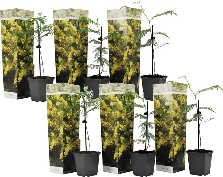 Produktbild Plant in a Box Acacia dealbata Mimosa - Mimosen Pflanzen 6er Set (25 cm)