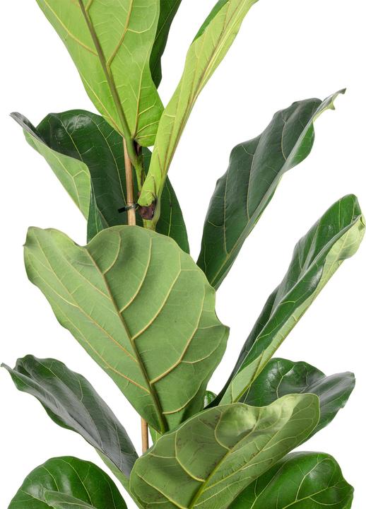 Produktbild Flowerbox Geigenfeige - Ficus Lyrata (100 cm)