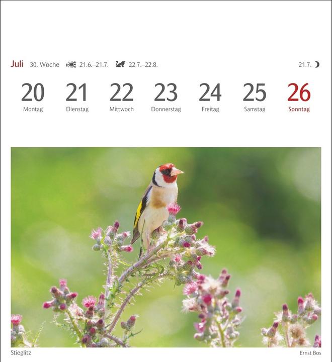 Produktbild Harenberg Heimische Vögel Postkartenkalender 2026 - Wochenkalender mit 53 Postkarten (Deutsch)