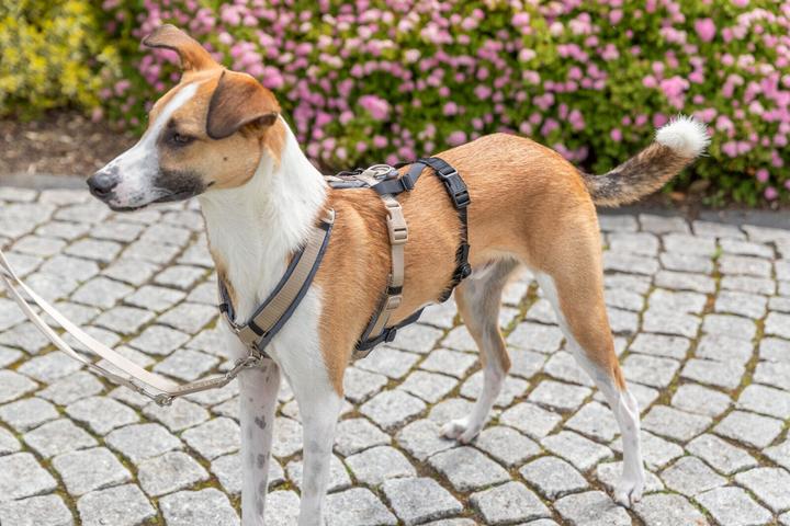 Produktbild Trixie Panik-Adapter Stay für Geschirre M-L (Hund, Allgemein)
