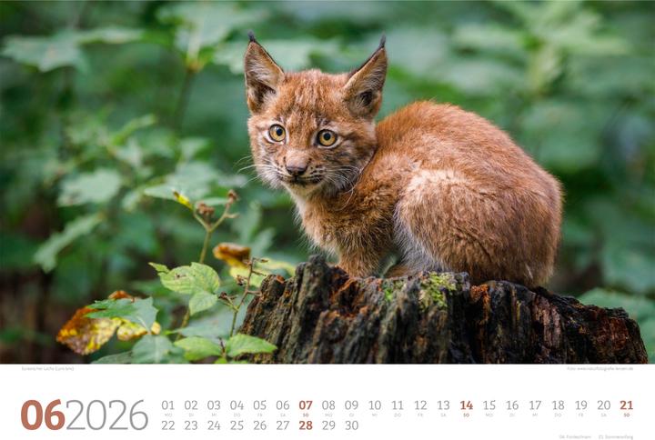 Image du produit Tierwelt Wald Kalender 2026 (45 x 33 cm, Couverture rigide, Allemand)