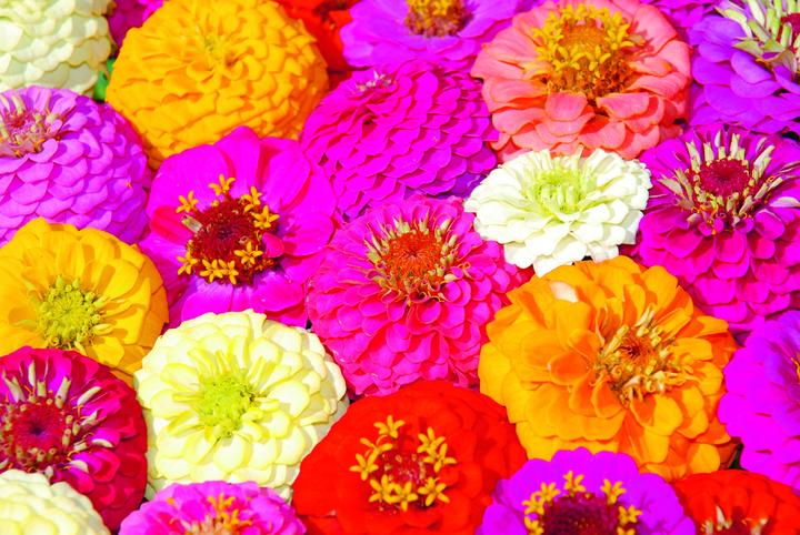 Actual product image Zollinger Bio Zinnia, Lilliput (annual) (Bulbous plant)