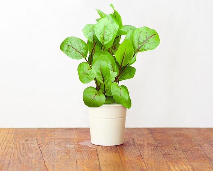 Actual product image Click and Grow Wood Sorrel Seeds (Plant seeds)