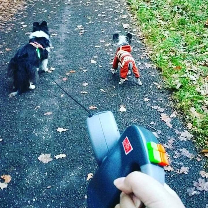 Produktbild Wigzi Dual Doggie 2.0 (One Size, Hund, Allgemein)