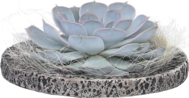 Produktbild Plant in a Box Echeveria lilacina - Koala Bowl (8 cm)