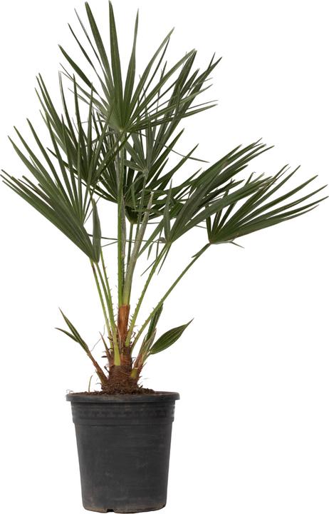 Plant in a Box Chamaerops Humilis - Palma nana (80 cm)