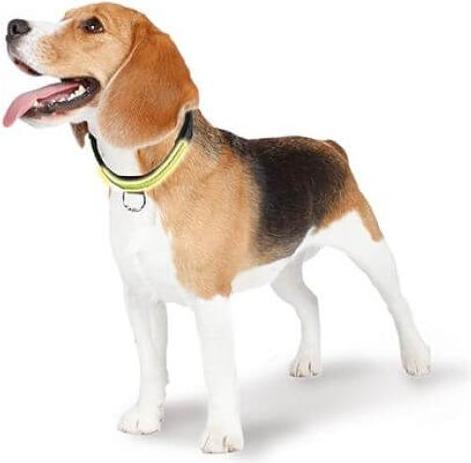 Produktbild Swisspet Leuchthalsband Fluo (L, Hund, Allgemein)